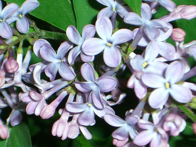 Lilas