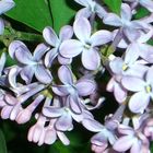 Lilas