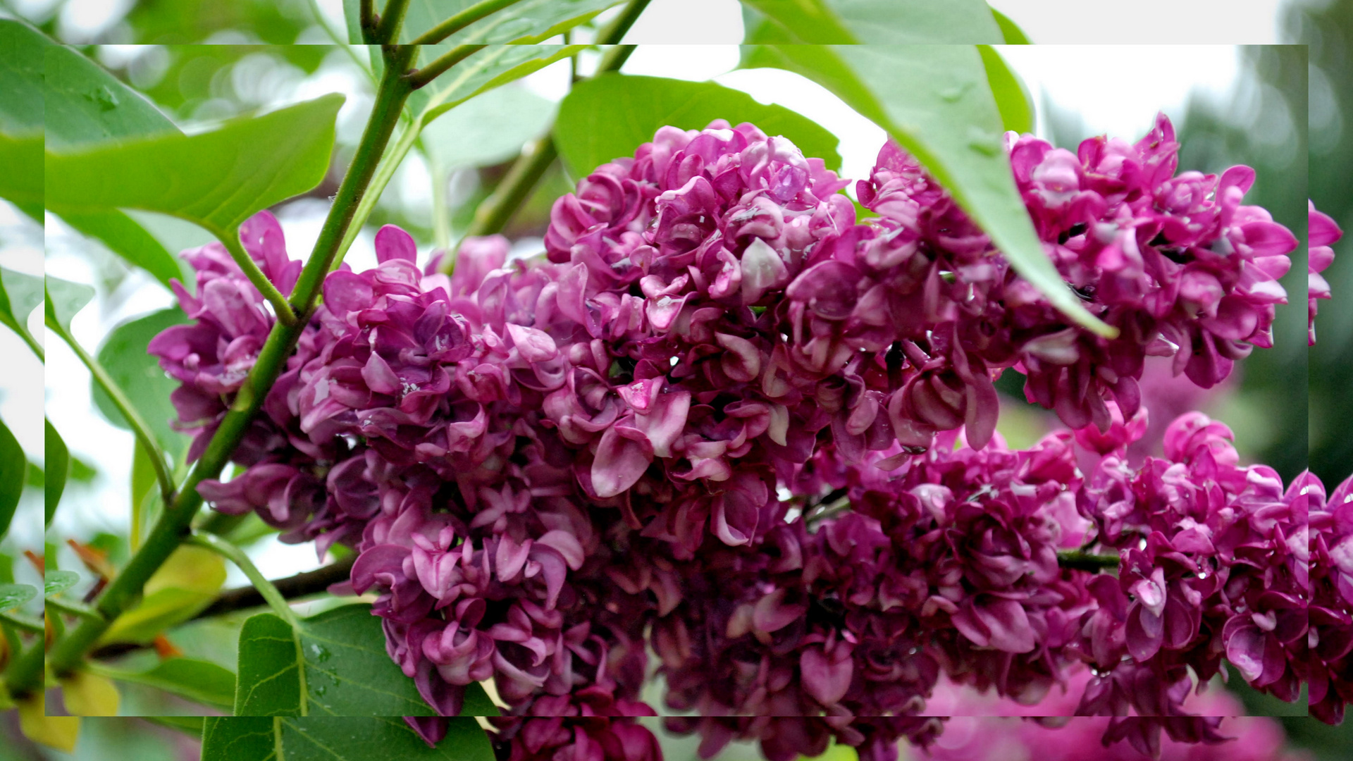 lilas