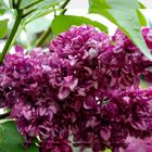 lilas