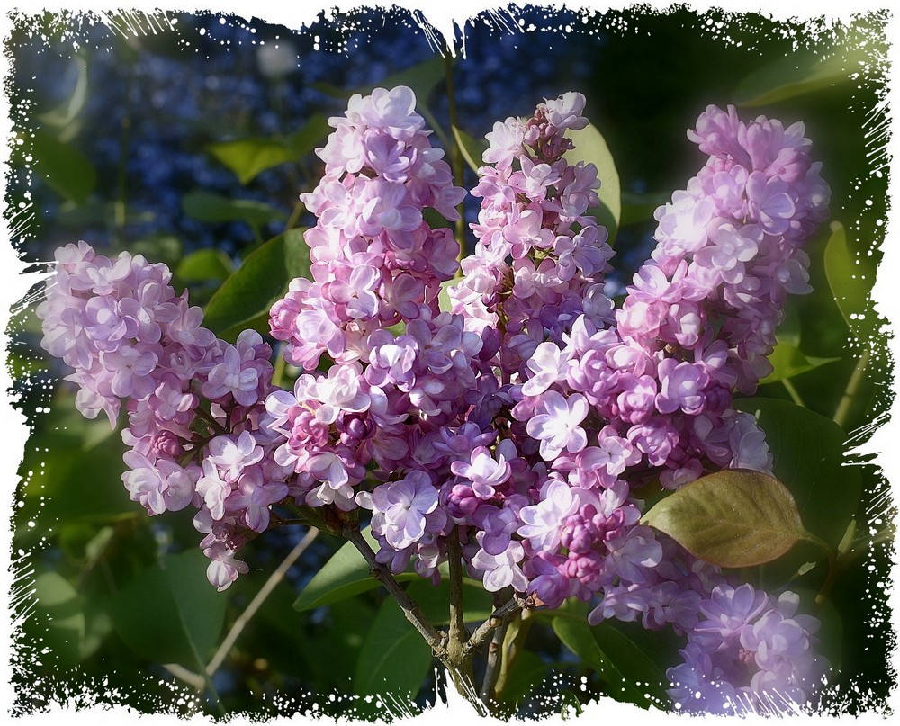 lilas