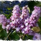 lilas