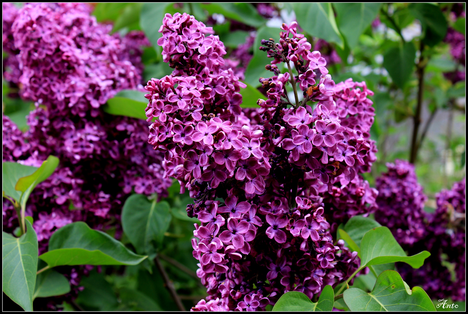 LiLas