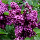 LiLas