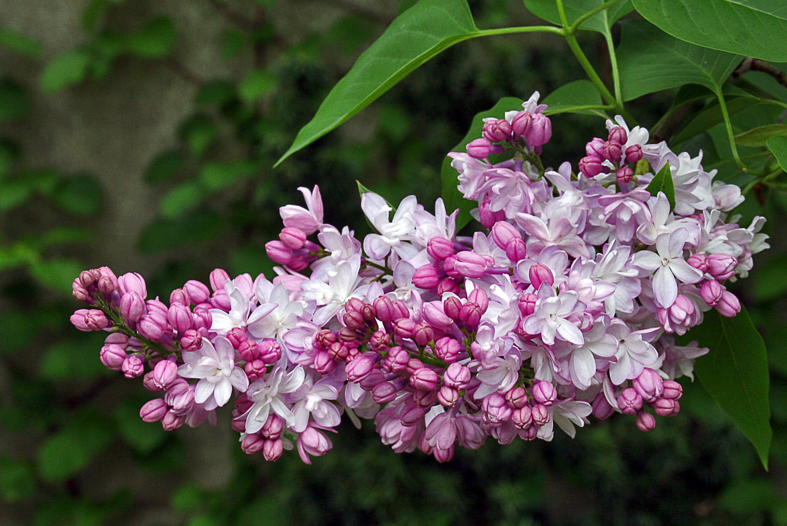 Lilas.....