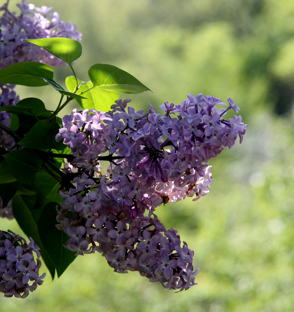 Lilas