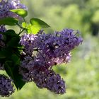 Lilas