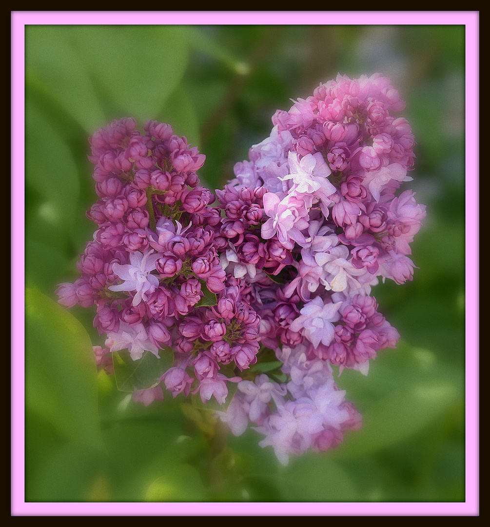 lilas