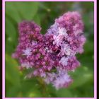 lilas