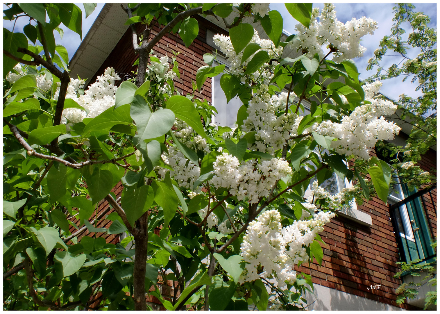 Lilas à Montréal