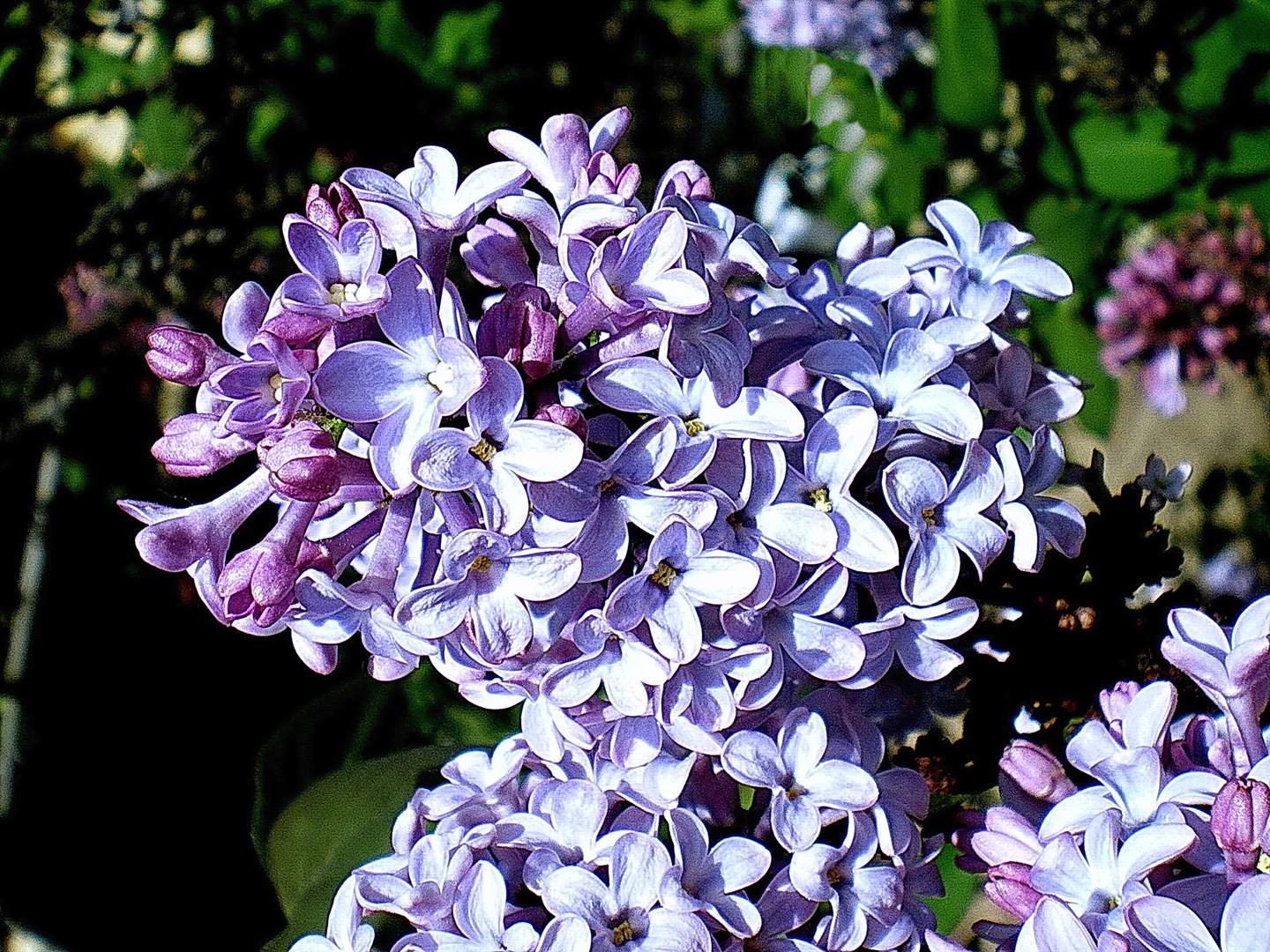 Lilas