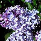 Lilas