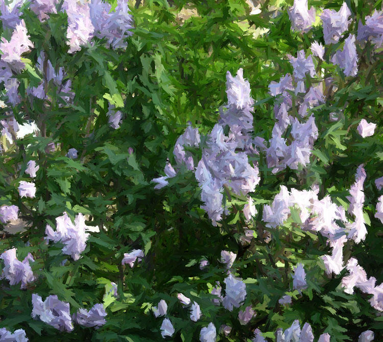 Lilas