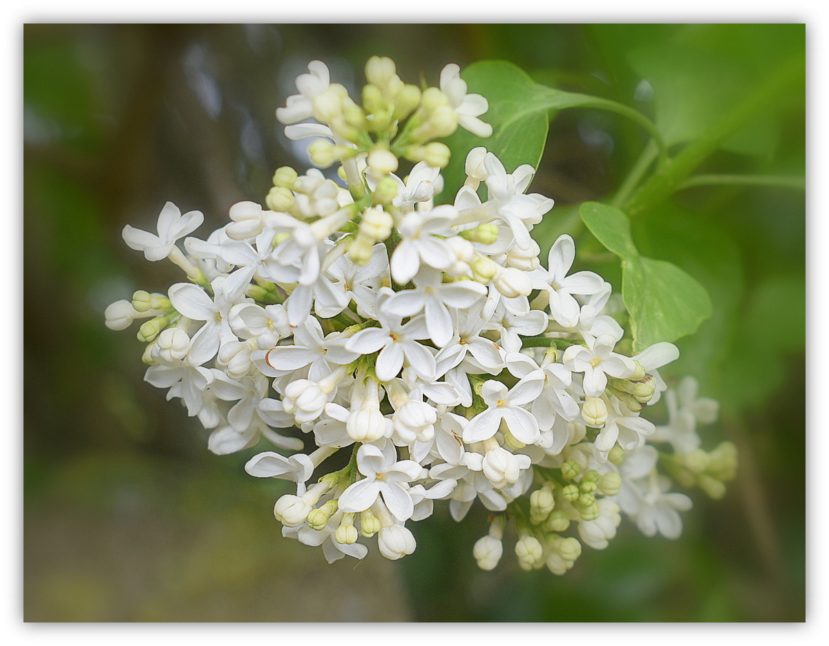 lilas blanc