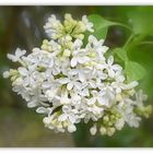 lilas blanc