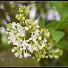 lilas blanc 