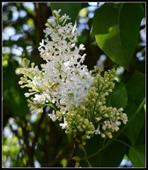 lilas blanc