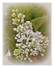 lilas blanc