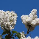 lilas blancs mais pas de cerisiers roses