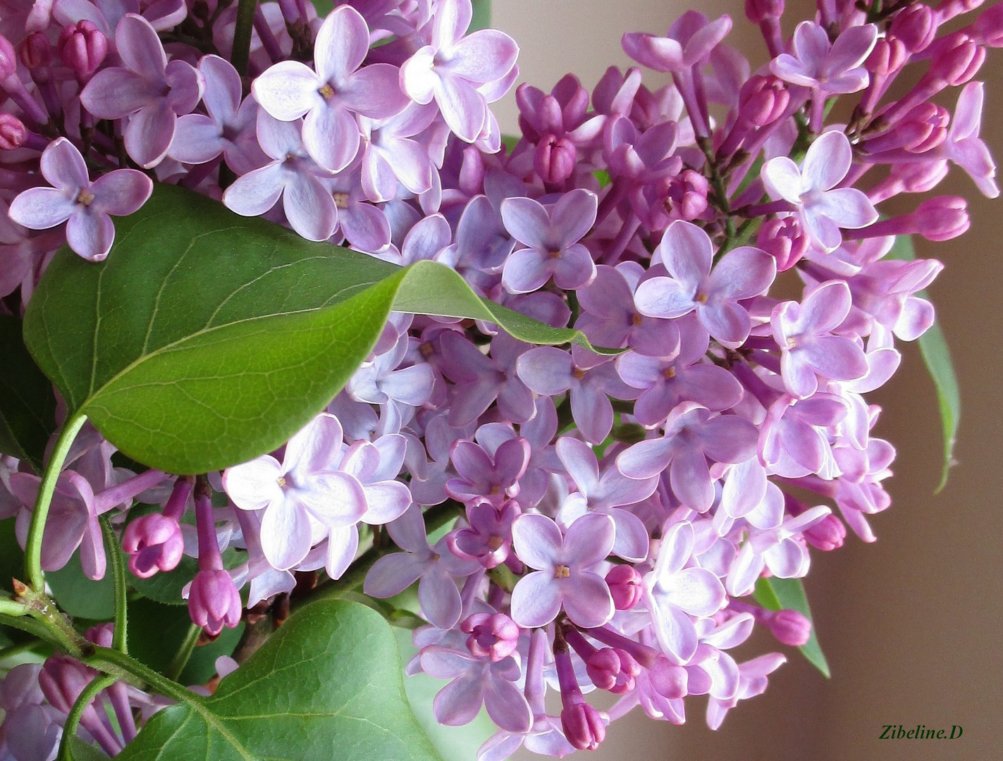 Lilas 