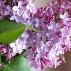 Lilas 