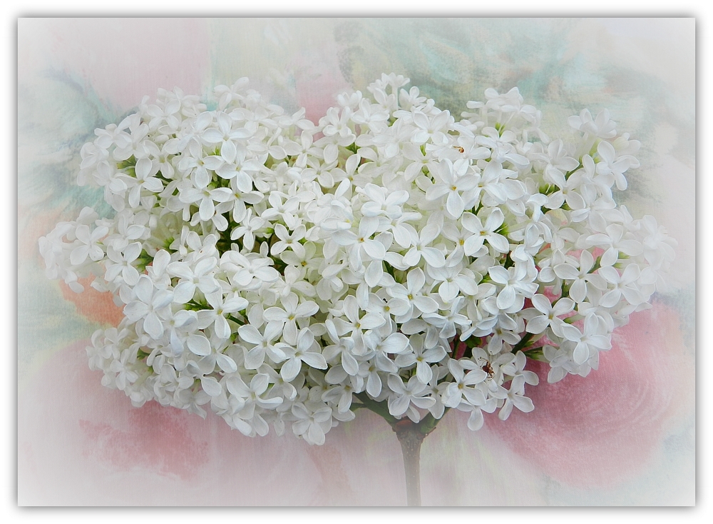 lilas de mon jardin