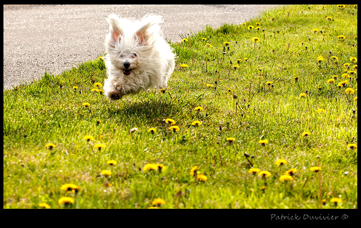 LILAS en pleine course