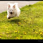 LILAS en pleine course