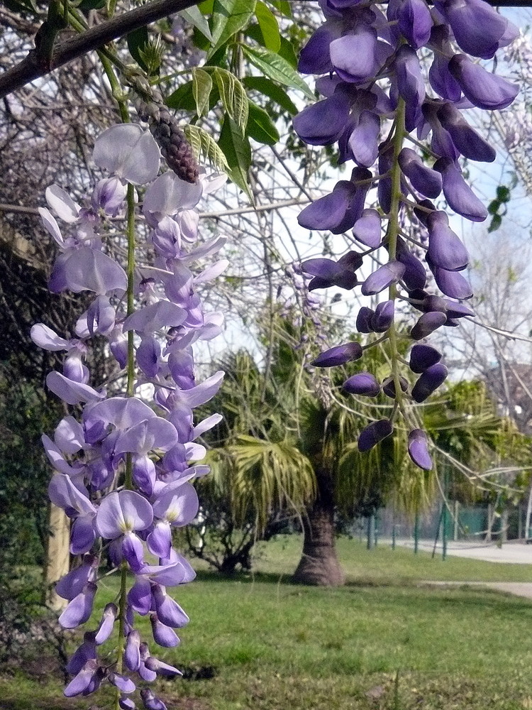 lilas en septiembre...