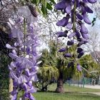 lilas en septiembre...