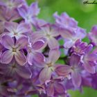 Lilas