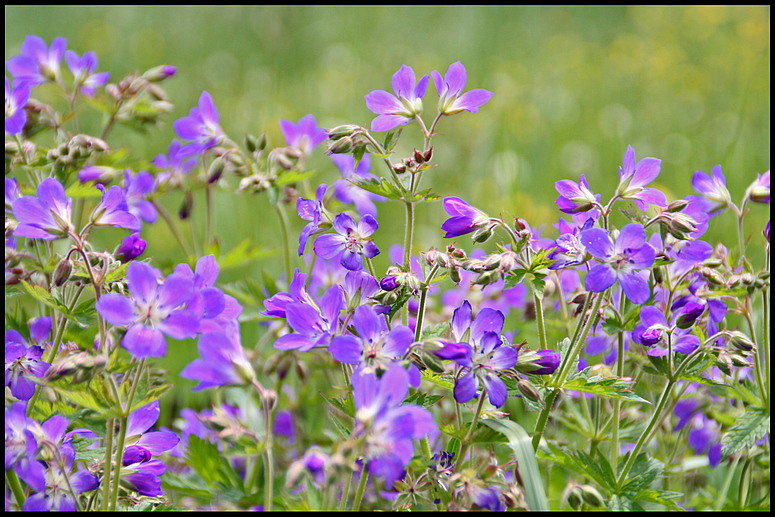 *liLAwIeSENblUMengeWäCHs*