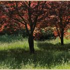 lilburn tower gardens