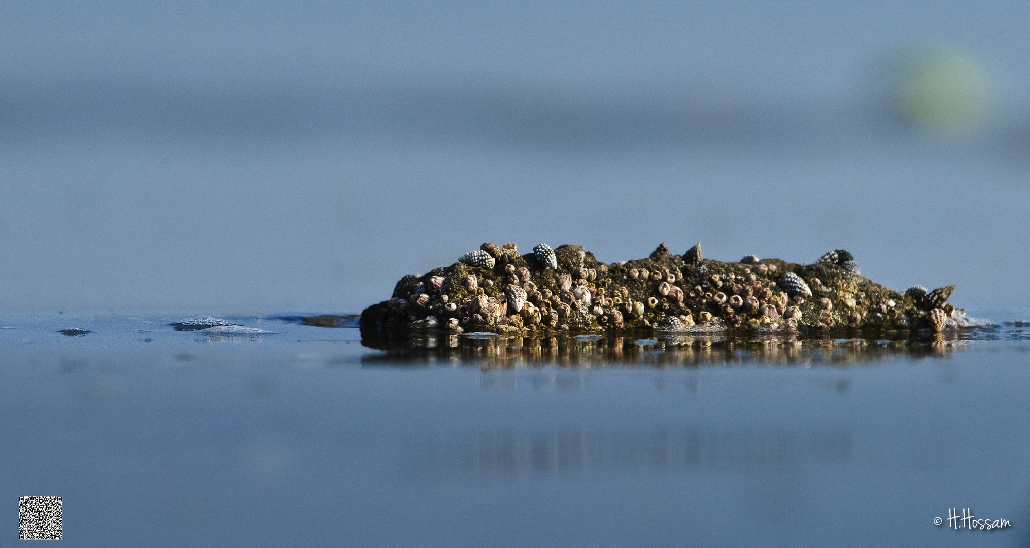 L'ile aux coquillages !!