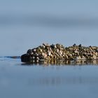 L'ile aux coquillages !!