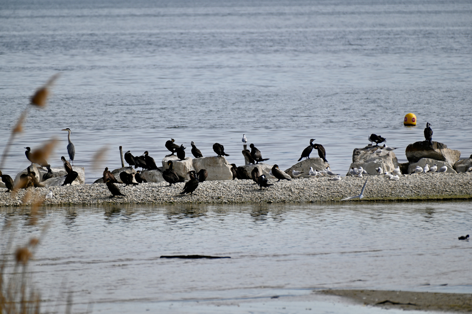 L'Ile aux Oiseaux.