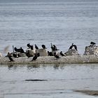 L'Ile aux Oiseaux.