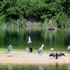 l'ile aux oiseaux