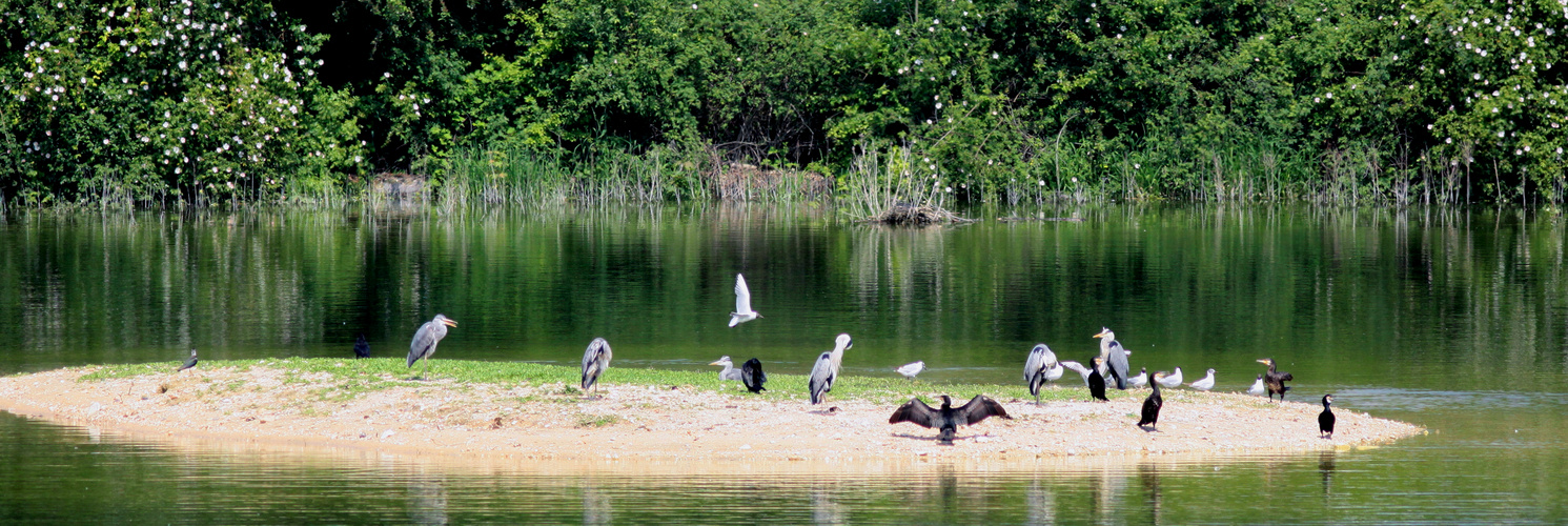 l'ile aux oiseaux