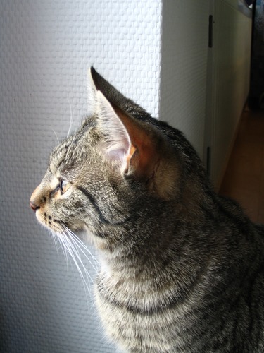 Lili beobachtet den Schnee am Fenster