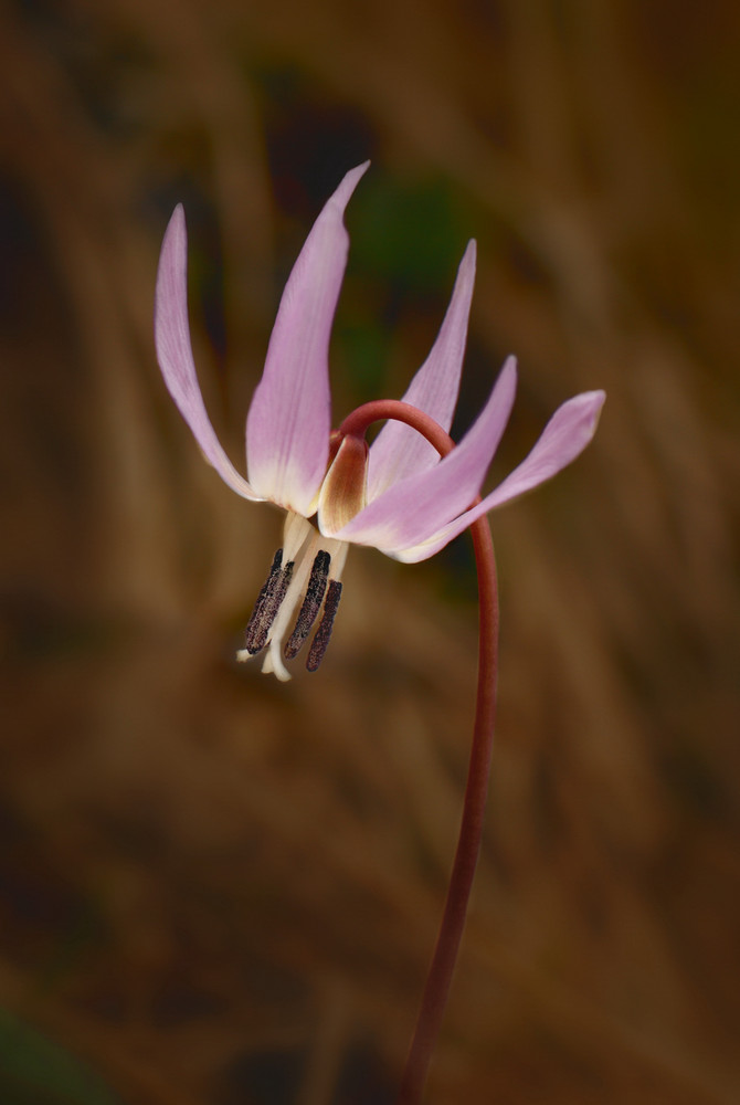 Liliacea - Erythronium dens-canis