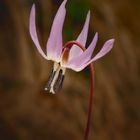 Liliacea - Erythronium dens-canis