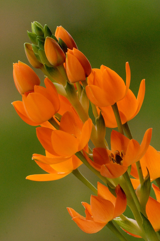 Liliacea - Ornithogalum 2 ...