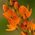 Liliacea - Ornithogalum 2 ...