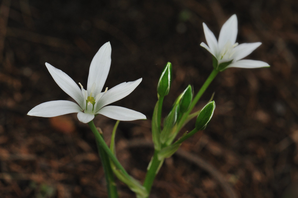 Liliacea - Ornithogalum umbellatum