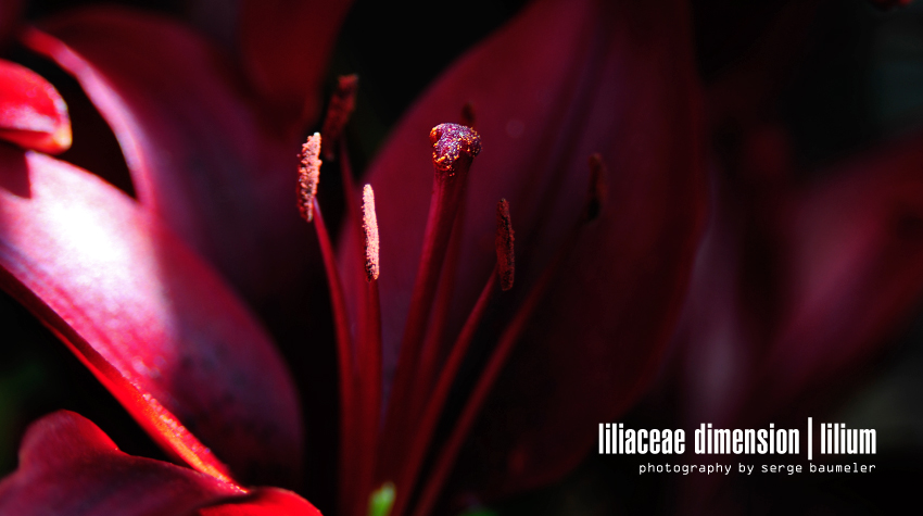 Liliaceae Dimension | Lilium #2