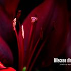 Liliaceae Dimension | Lilium #2