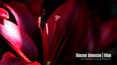 Liliaceae Dimension | Lilium #2