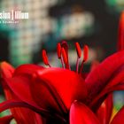 Liliaceae Dimension | Lilium #3