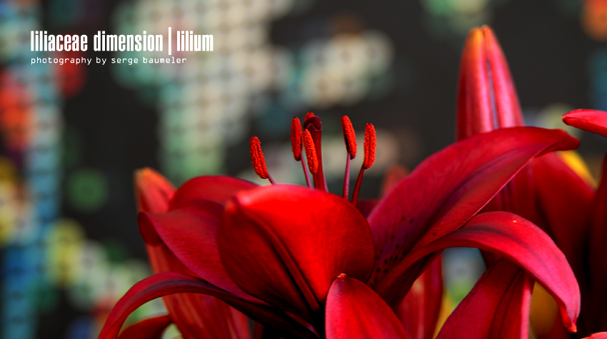 Liliaceae Dimension | Lilium #3